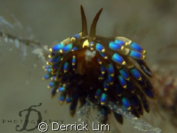 TERGIPEDIDAE-Trinchesia Yamasui, lovely nudi resting on b... by Derrick Lim 